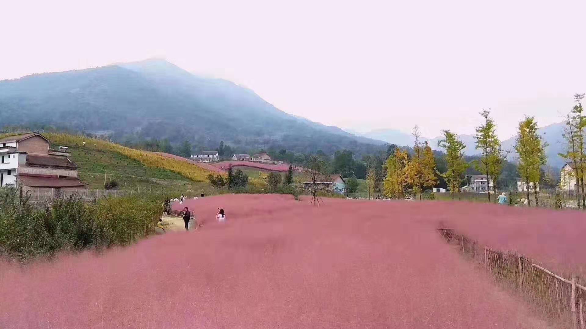 價格實惠的粉黛亂子草就在青州山合水花卉