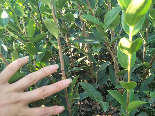 浙江二年生油茶苗-株洲新茂兩年生杯苗采購